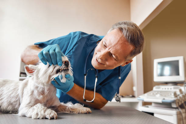 Best 24-Hour Emergency Dentist  in New Orleans, LA